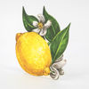 Lemon Place Card by Hester & Cook