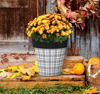 Pumpkin Season Plaid 12" Art Planter by Studio M