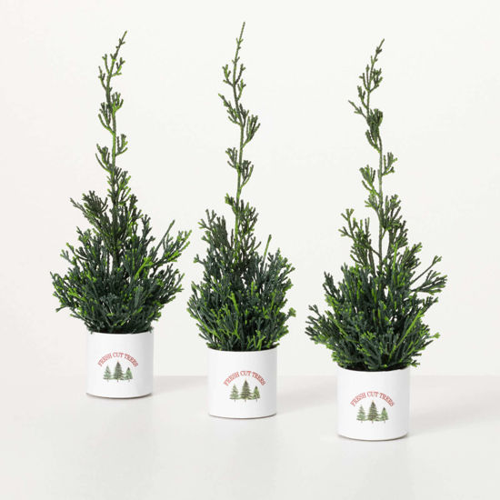 Potted Cypress Tree Trio by Sullivans